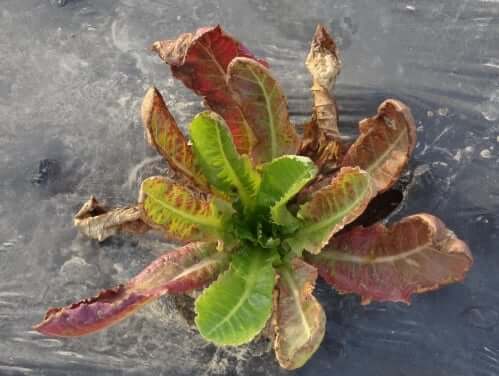 Deficiência de fósforo nas plantas: sintomas e danos visíveis nas culturas