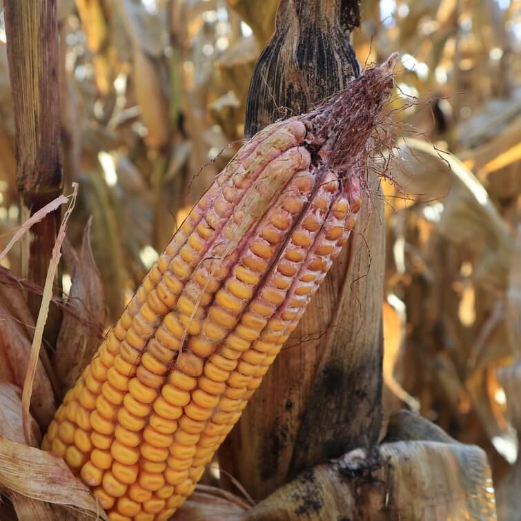 Pudrición por Gibberella/Fusarium o vuelco del maíz en Maíz: Cómo se reconoce y se trata eficazmente