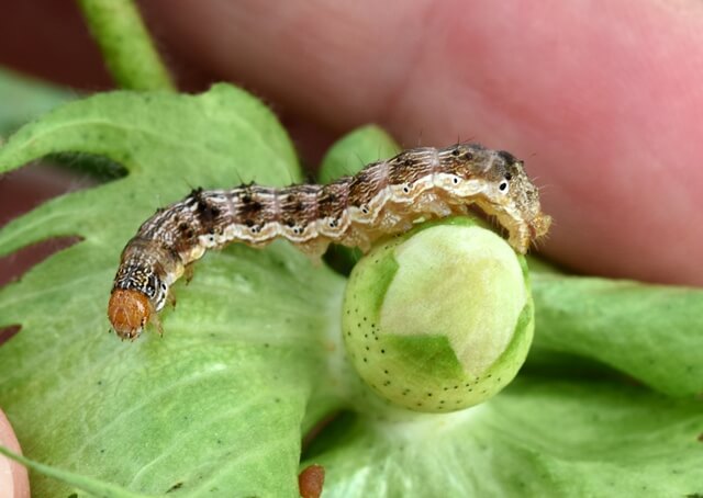 Mouche des fruits ou cératite des myrtilles | idMicrobe