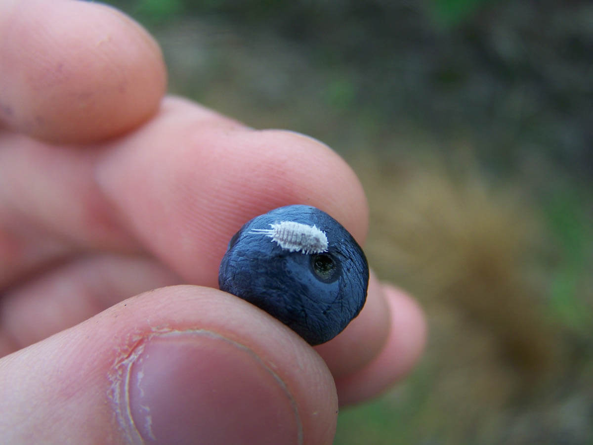 Cochonilha-farinhenta no mirtilo: como reconhecê-la e tratá-la eficazmente