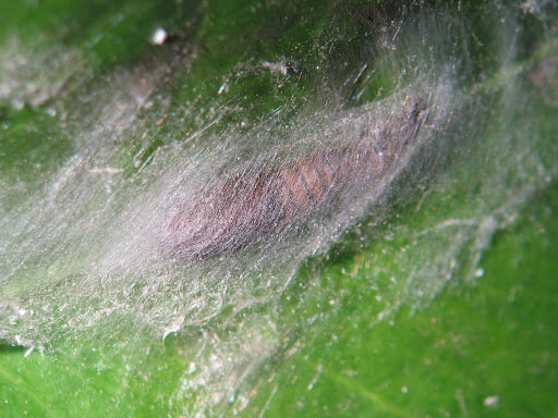 Cacoecia, capua, o gusano del clavel: Síntomas y daños en Peral