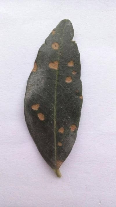 Lepra da oliveira | idMicrobe