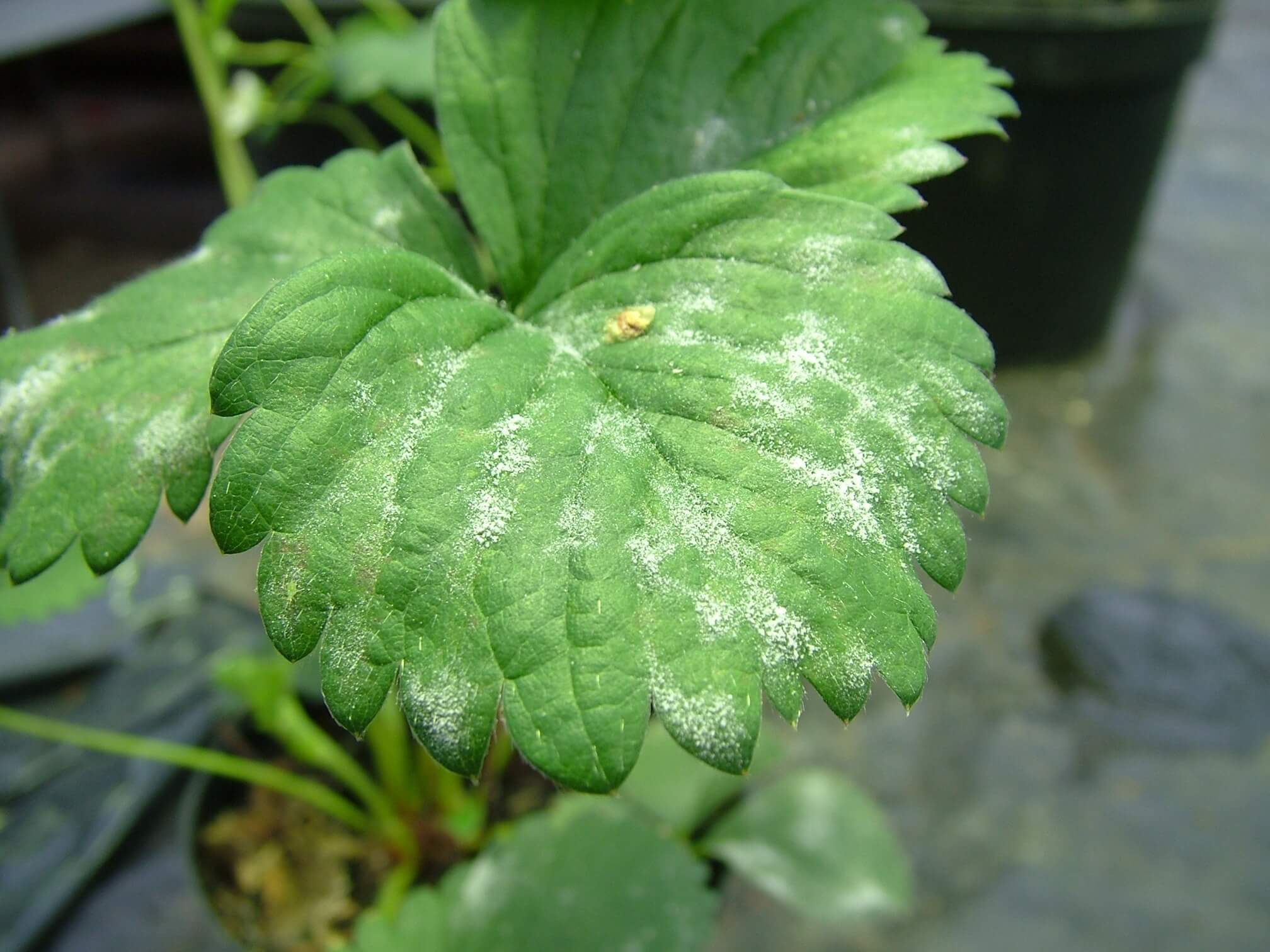 Powdery mildew on strawberries: How to recognize and treat it effectively