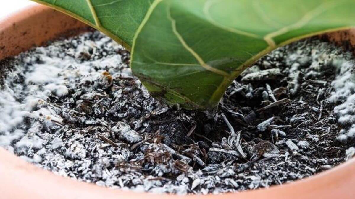 White rot on ornamental plants | idMicrobe