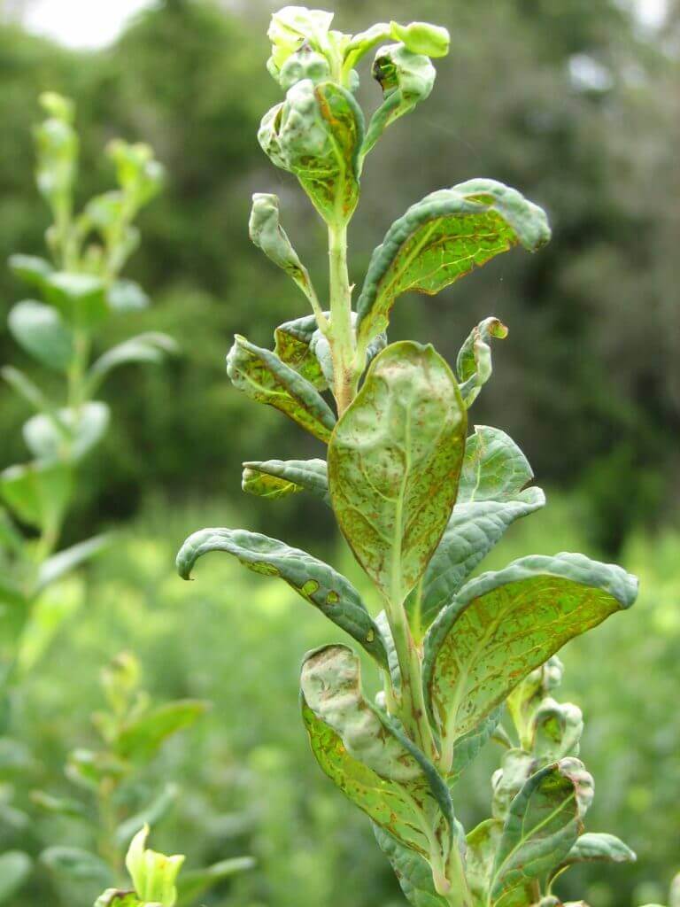 Dégâts causés par les thrips aux myrtilles