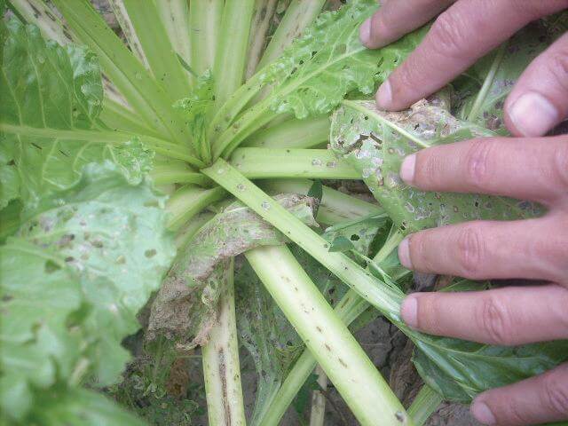 Cassida in sugar beet | idMicrobe