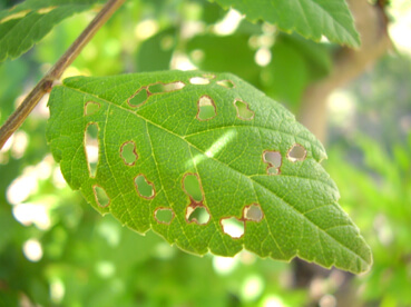Cacoecia, capua, o gusano del clavel: qué es, cómo se origina y cómo eliminar de forma efectiva