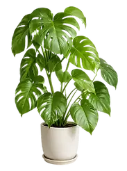 Planta.webp