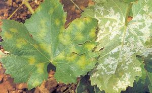 Cómo reconocer y combatir mildiu en vid