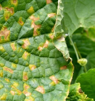 Mildiu en plantas decorativas | idMicrobe