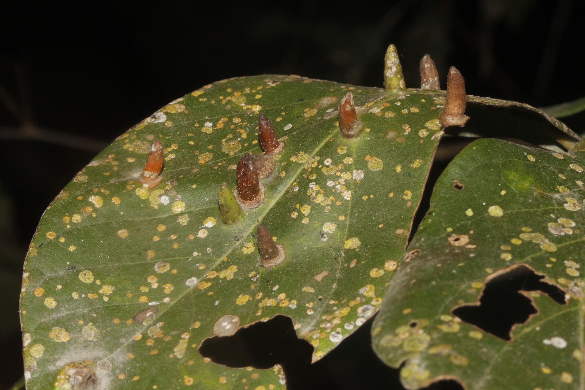 Galha da raiz do abacate: sintomas e danos no abacate