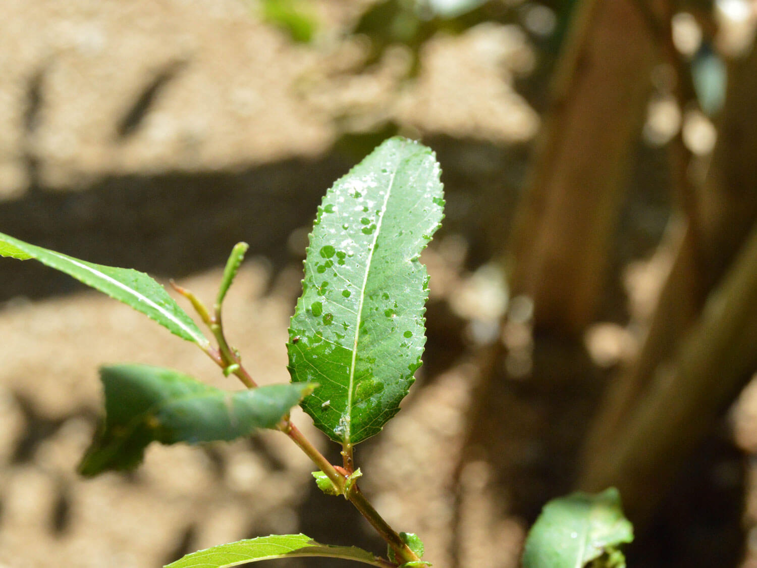 Aphids on Pome Fruit Trees: How to Recognize and Treat Them Effectively