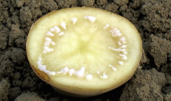 Potato brown rot or bacterial wilt: How to recognize and treat it effectively