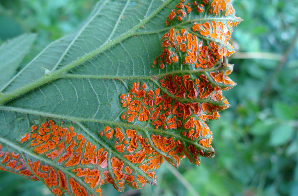 Daños causados por Royas en Plantas ornamentales