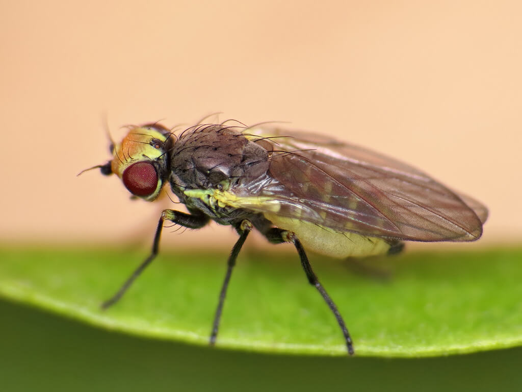 Onion leaf miner: Symptoms and damage in onions