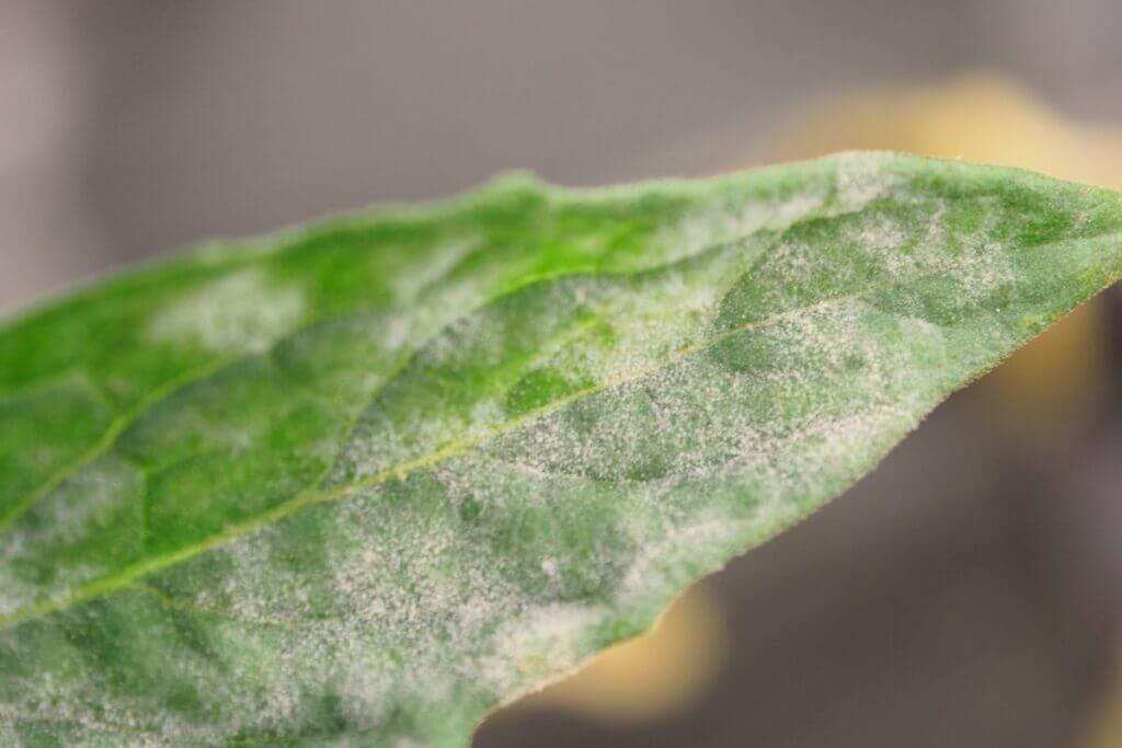 Ash in ornamental plants | idMicrobe