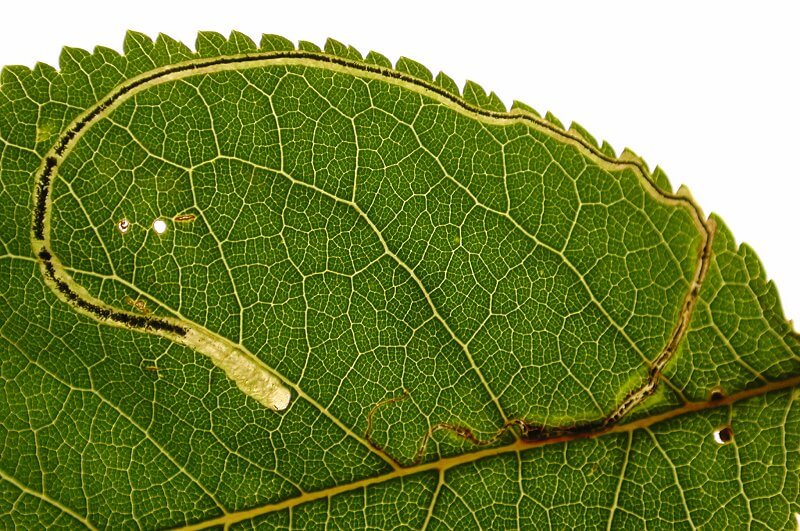 Minador de hoja o minadora sinuosa: Síntomas y daños en Manzano