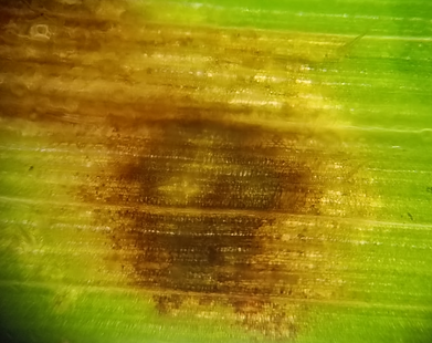 Cultivo de arroz integral em gramados | idMicrobe
