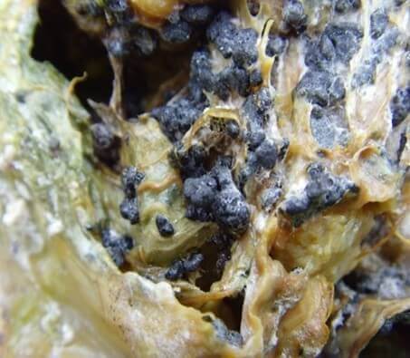 Podredumbre blanca: Síntomas y daños en Lechuga