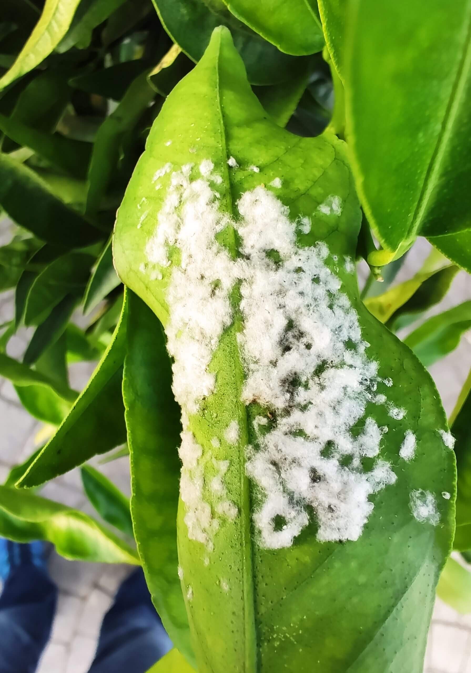 Whitefly on ornamental plants | idMicrobe