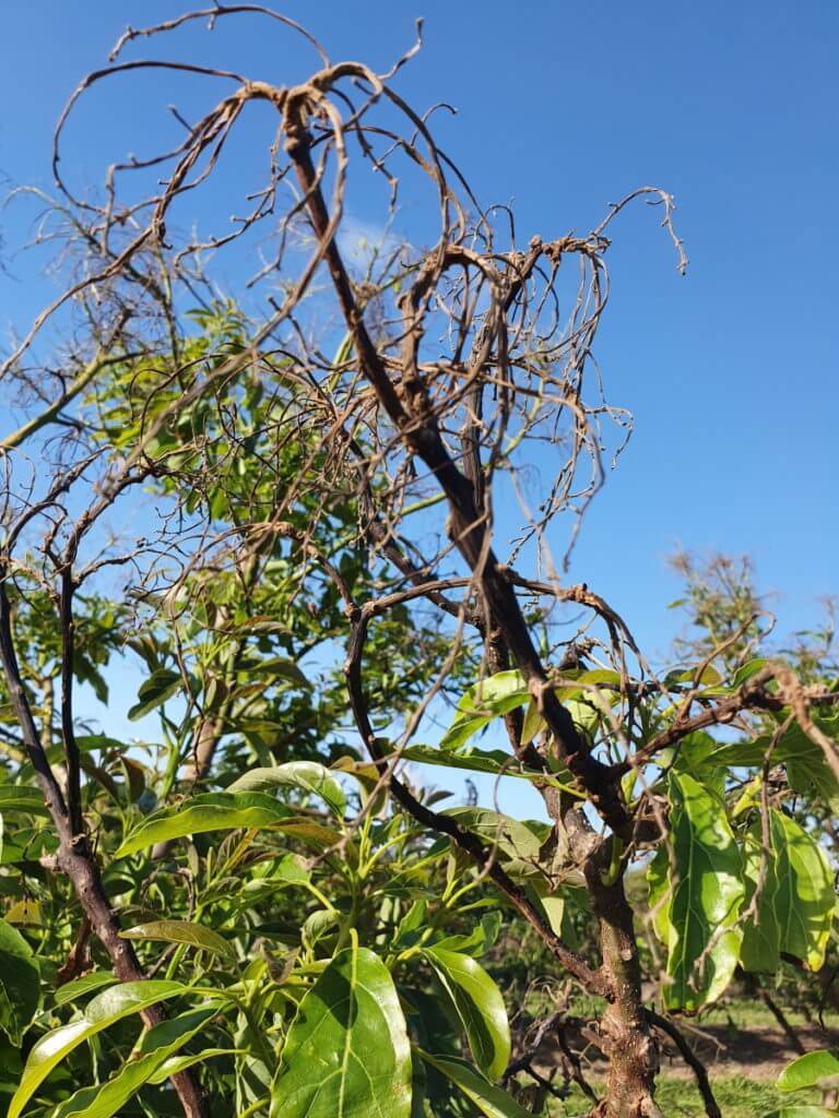 Morte regressiva de galhos: sintomas e danos em abacates