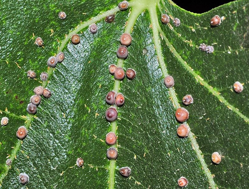 How to recognize and combat mealybugs or fig scale