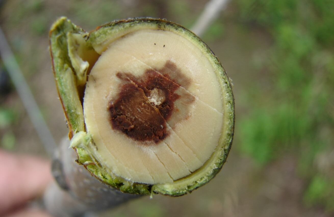 Plateado de los frutales de pepita | idMicrobe