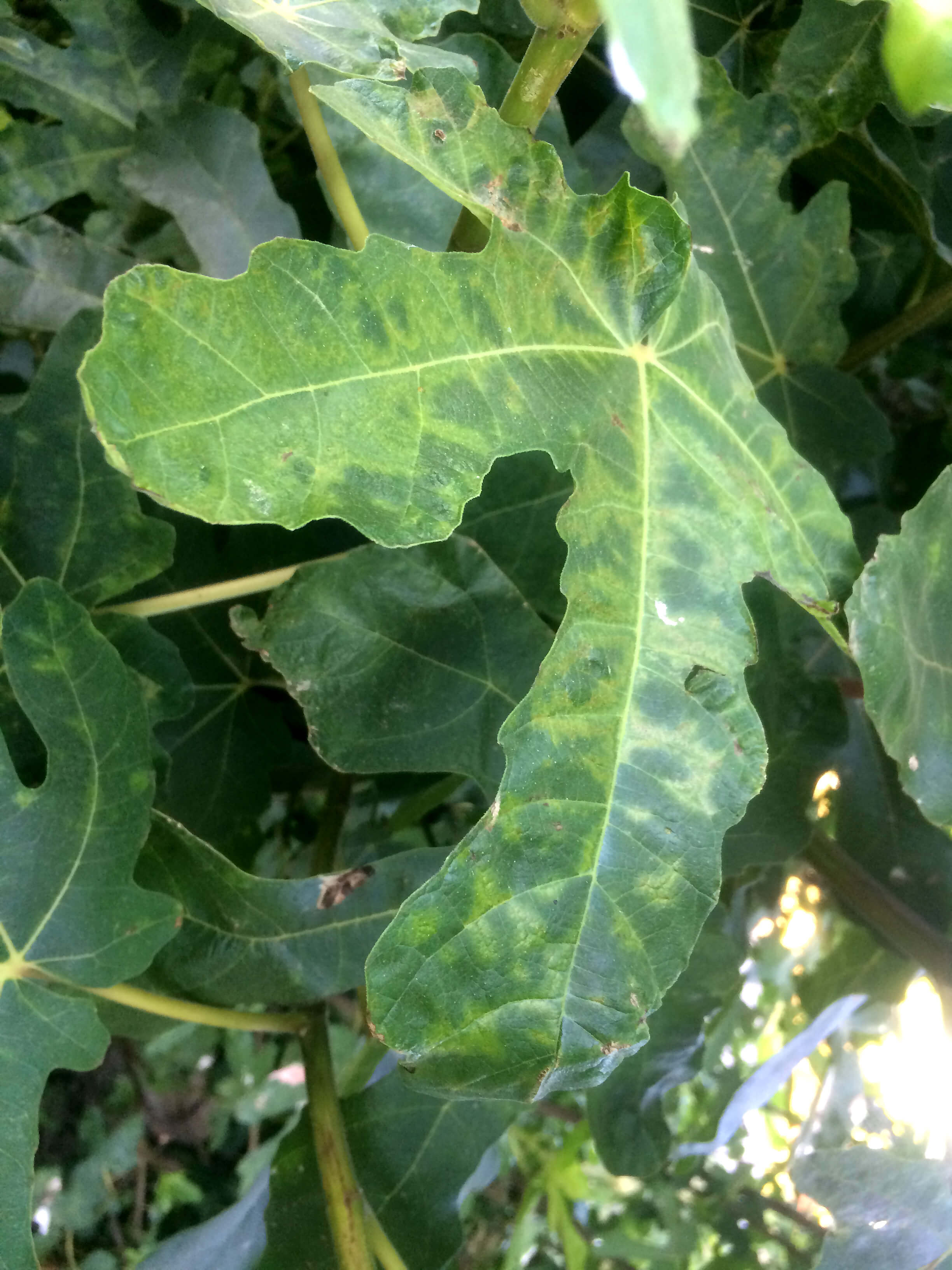 Virus del mosaico (fmv): qué es, cómo se origina y cómo eliminar de forma efectiva