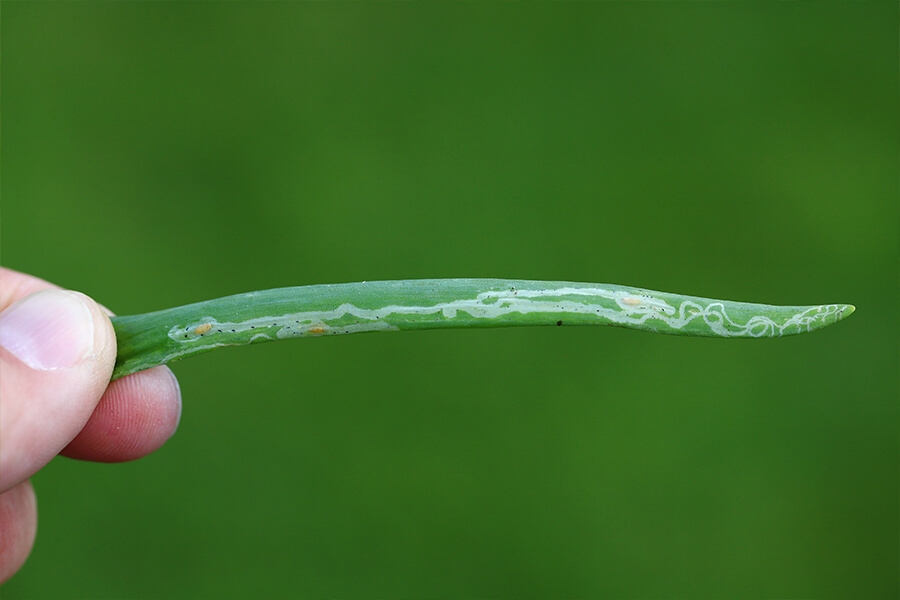 How to recognize and combat onion leaf miner