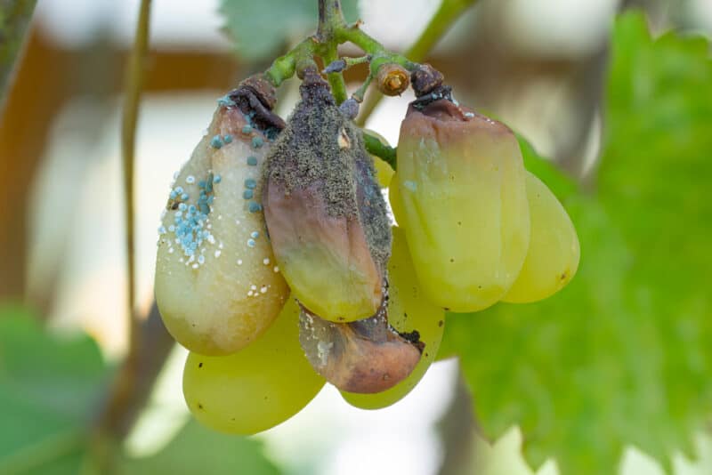 Cómo reconocer y combatir el hongo botrytis en los frutos