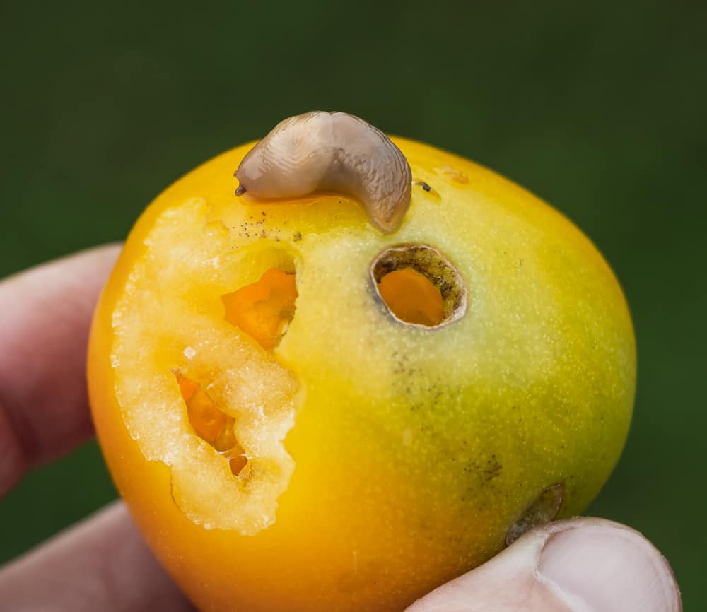 Caracoles y babosas en frutos: Cómo se reconoce y se trata eficazmente