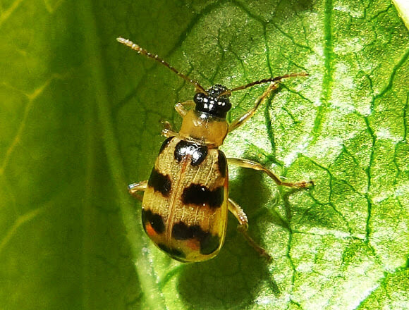 Escarabajos: Síntomas y daños en Calabaza