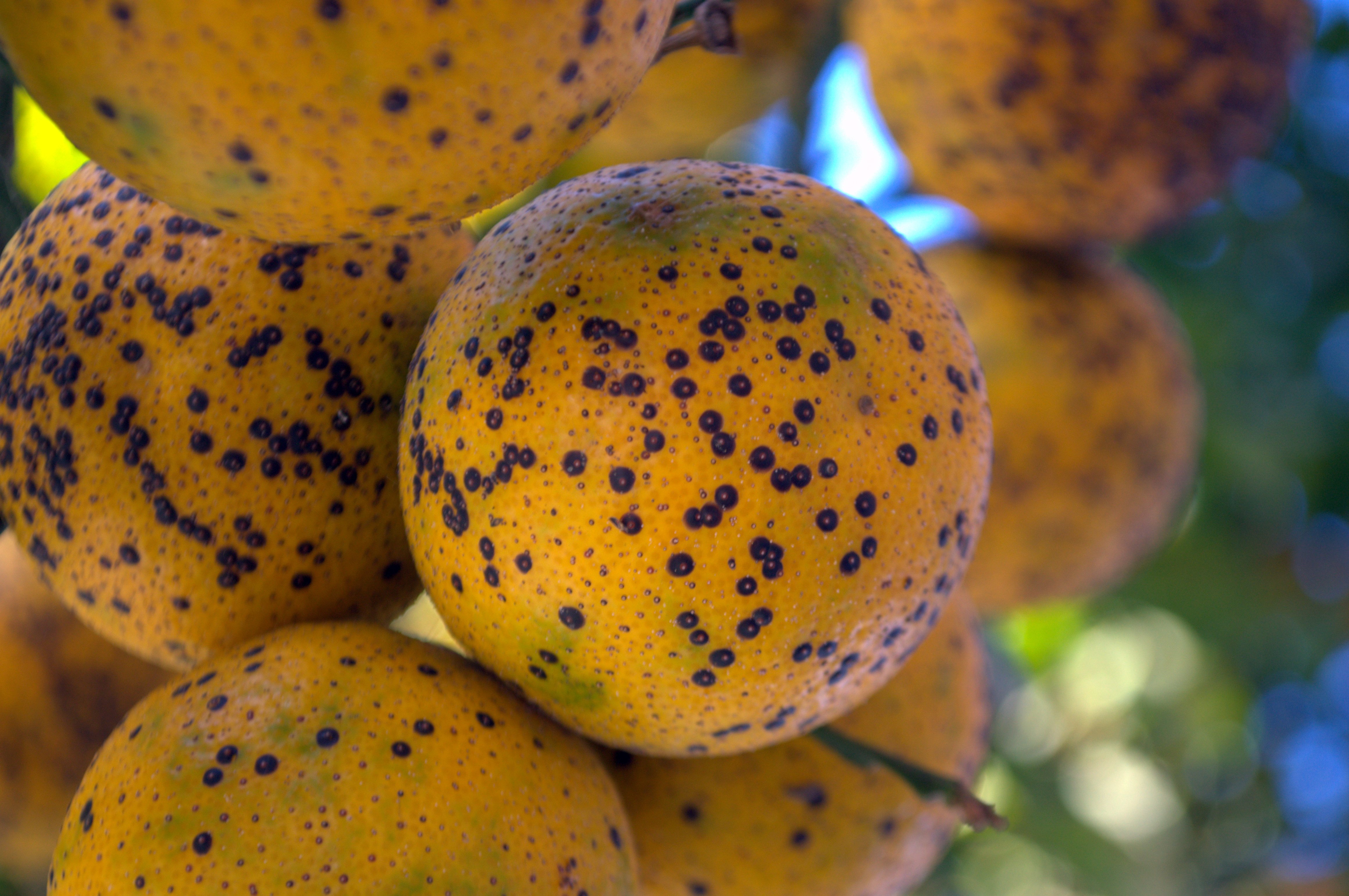 Fruto afectado por Phyllosticta con manchas y lesiones en la superficie