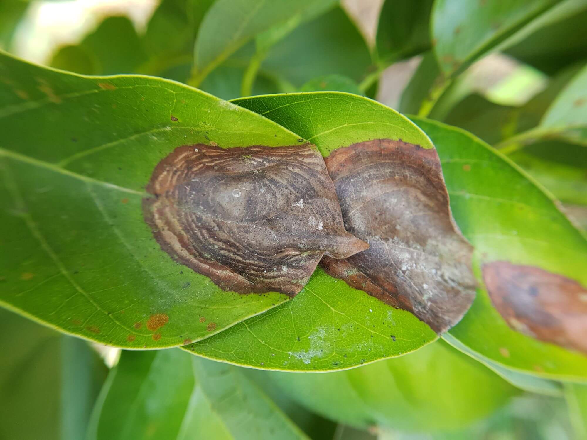 Antracnosis: Síntomas y daños en Plantas decorativas de jardín y/o interior