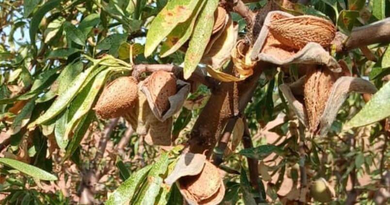 Almond Decline: Symptoms and Damage in Almond Trees