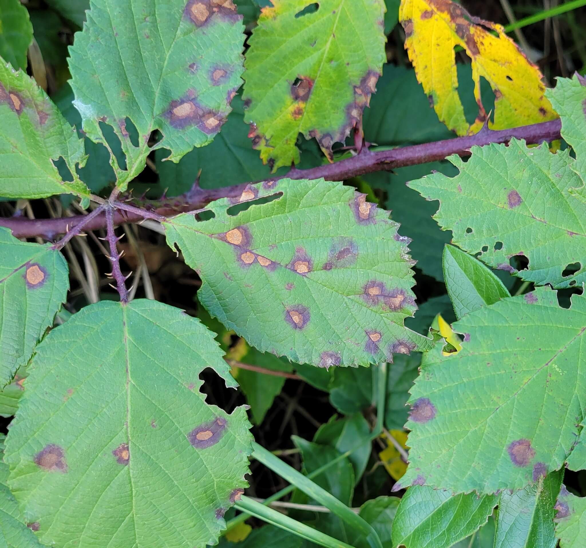 Mancha blanca de la hoja o septoriosis en Frambuesa: Cómo se reconoce y se trata eficazmente