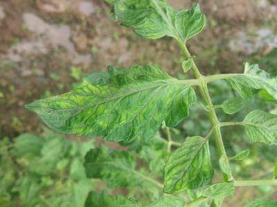 Virus del mosaico del tomate (tomv): qué es, cómo se origina y cómo eliminar de forma efectiva