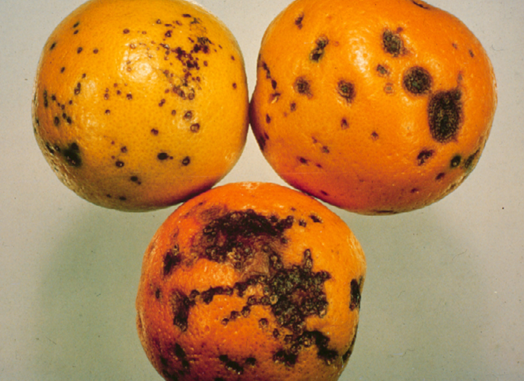 Cómo reconocer y combatir la mancha negra (Phyllosticta) en los frutos