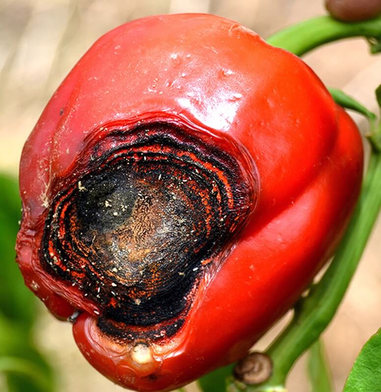 Antracnosis en Pimiento: Cómo se reconoce y se trata eficazmente