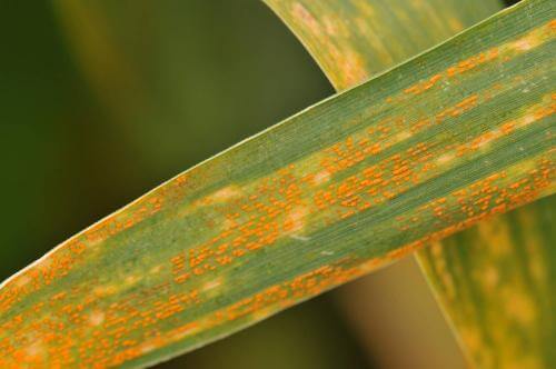 Royal amarilla en Cereales de invierno: Cómo se reconoce y se trata eficazmente