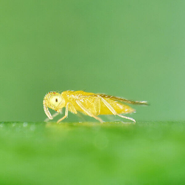 APHYTIS SP. (AVISPILLAS PARÁSITAS)