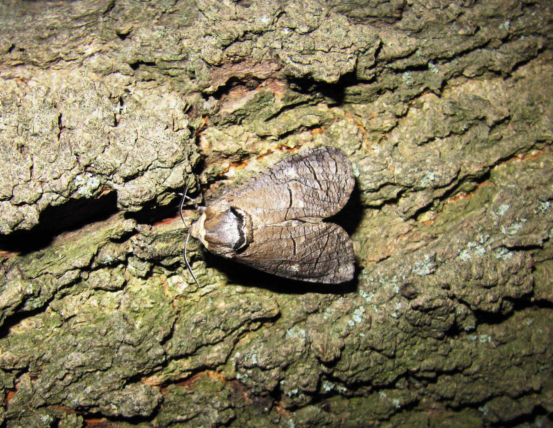 Taladro rojo, barrenador de los frutales: Síntomas y daños en Peral