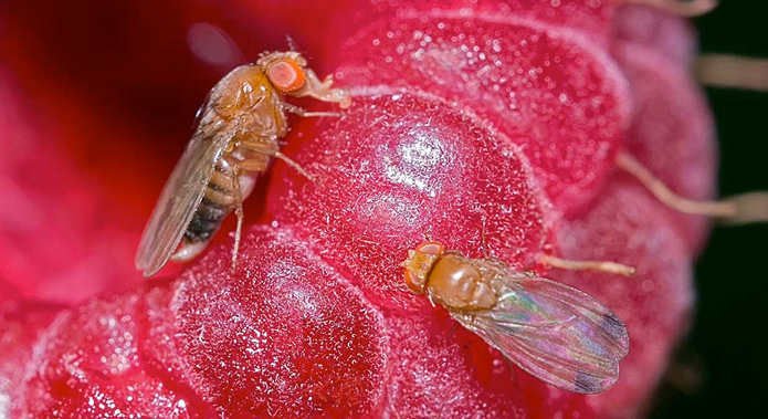Mosca de alas manchadas en frutos: Cómo se reconoce y se trata eficazmente