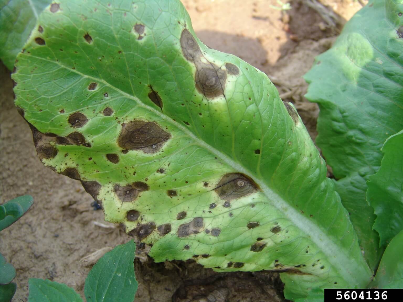 Cómo reconocer y combatir alternariosis en lechuga