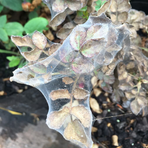 Cómo reconocer y combatir araña roja en rosal