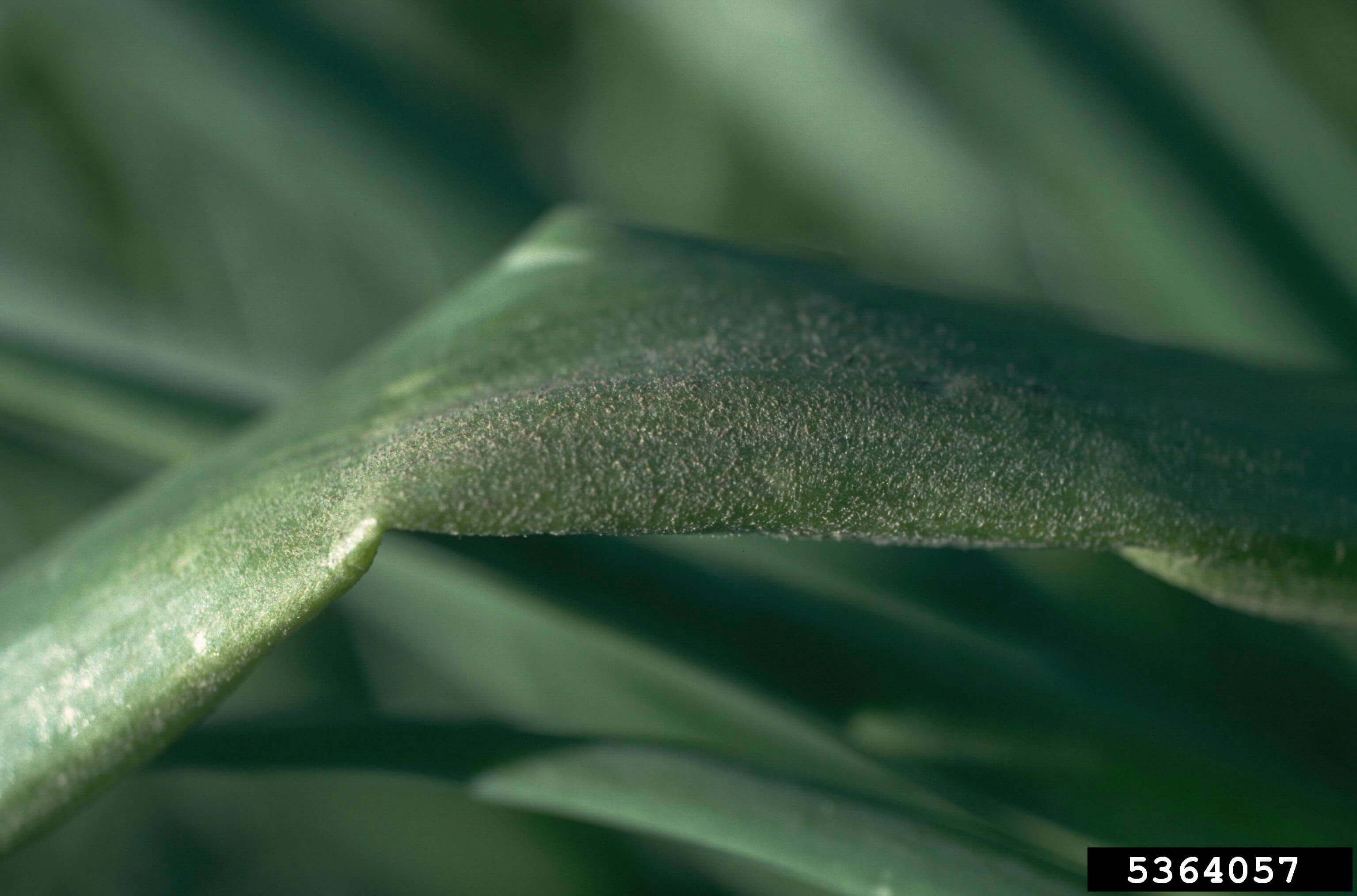 Cómo reconocer y combatir mildiu en cebolla