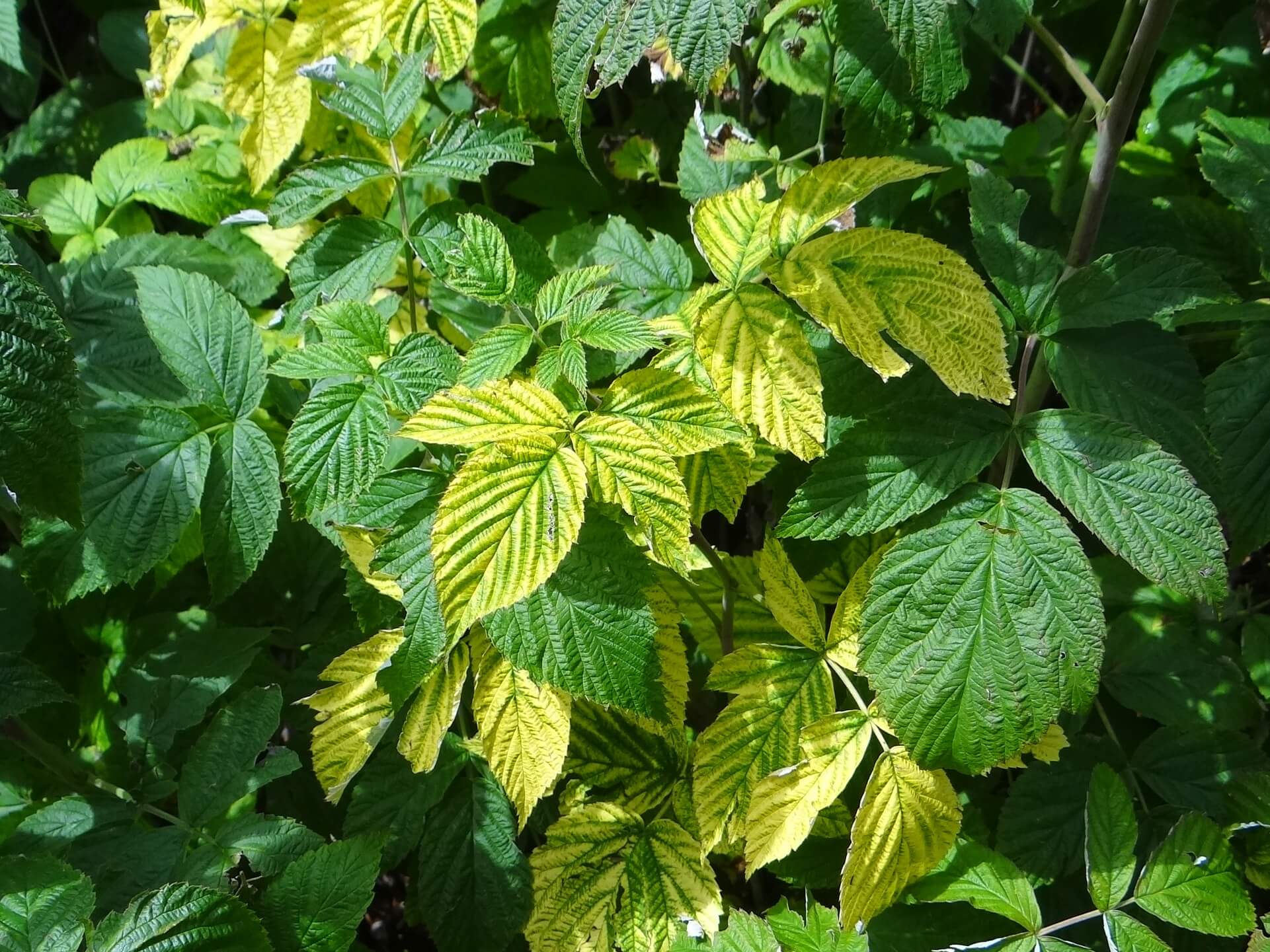 Virus des veines chlorotiques rouges (RVCV) chez les framboises : comment le reconnaître et le traiter efficacement