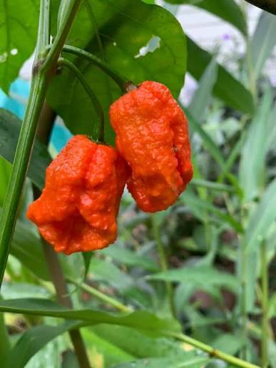 Estrés hídrico en frutos: cómo se reconoce y se trata eficazmente