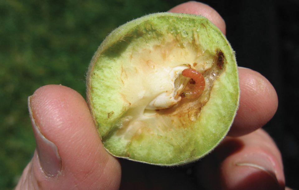Cómo reconocer y combatir las polillas en los frutos