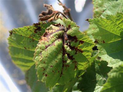 Gomosis: qué es, cómo se origina y cómo eliminar de forma efectiva en plantas ornamentales